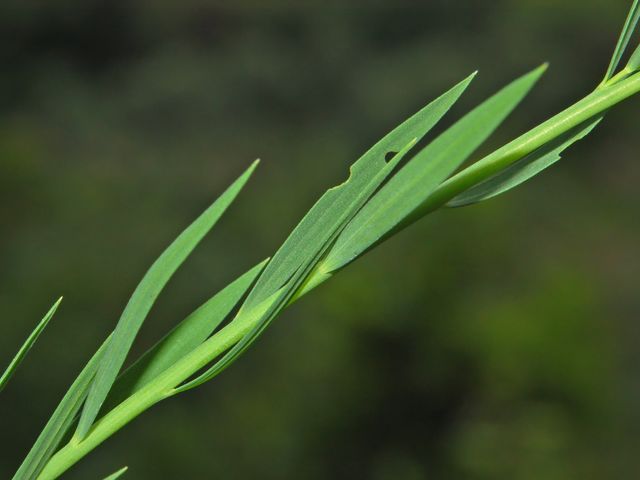 Linum bienne